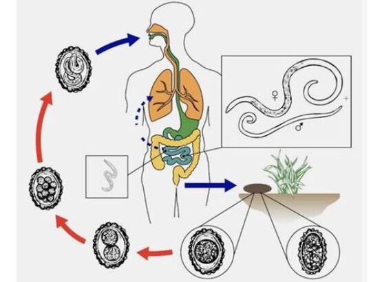 Worm life cycle