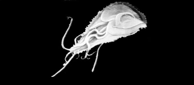 The simplest parasite