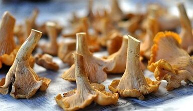 Chanterelles mushrooms remove parasites from the body
