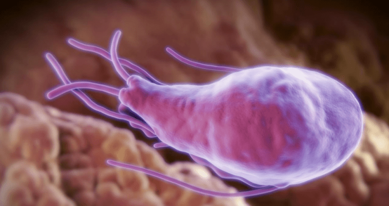Alveolar and Echinococcus