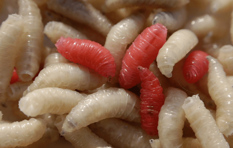 Parasite Types