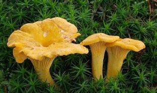 Cantharellus on human parasites