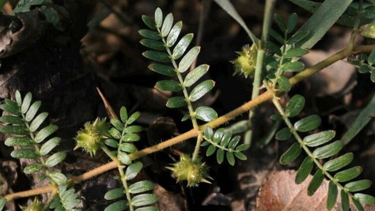 tribulus help effectively remove parasites from the body