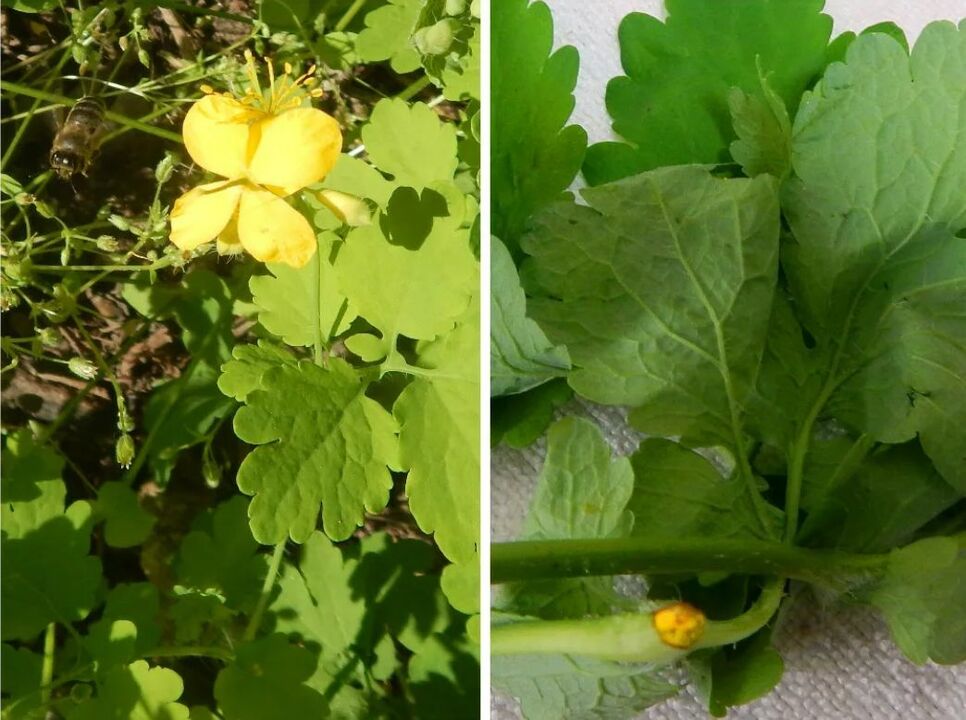 Celandine anti-parasite