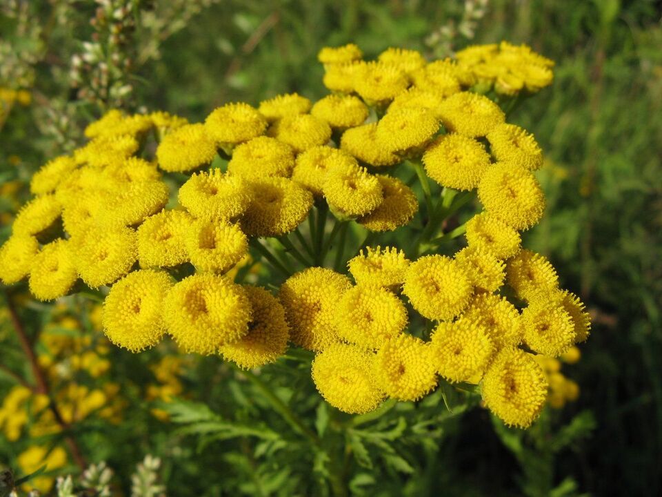 Tansy against parasites