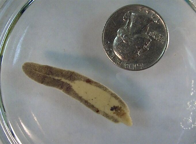 Fluke Sizes Compared to Coins