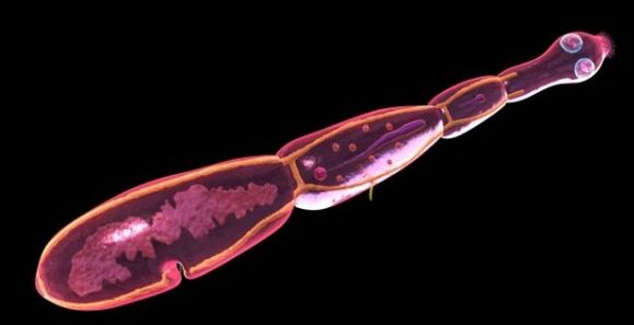 echinococcus